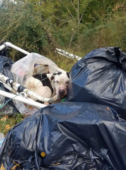 When Rubino approached the severely abused dog to free him, he wasn't moving and could barely lift his head. He'd been badly beaten, then carelessly discarded as if he weren't any different from the pieces of trash among him.