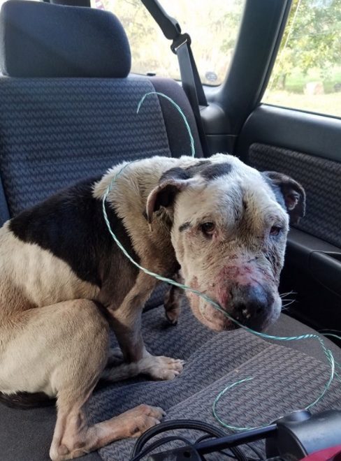 With a friend's help, she moved Charlie into a car and drove to Philadelphia Animal Hospital, where he's been receiving care and treatment ever since. Based on his wounds, they believe the poor thing was used as a bait dog in an illegal fighting ring.