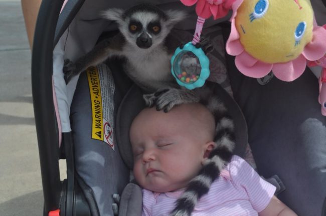 "My friend had her daughters at a zoo when she heard, 'Ma'am, there's a lemur on your baby.'"