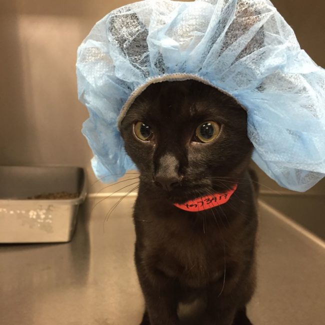 "Vet sent us this picture of our kitten before he got neutered." Now this cat parent is laughing rather than worrying!