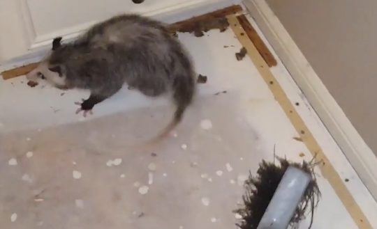 The man was on his way to falling asleep when he heard a commotion in the next room. The culprit was a possum that had likely fallen through his ceiling.