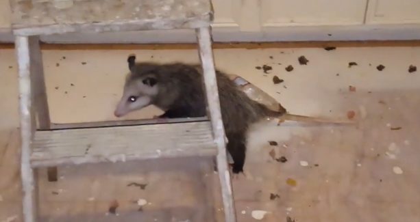 Armed with a broom and a cat carrier, he did his best to capture the critter so he could release it outside.