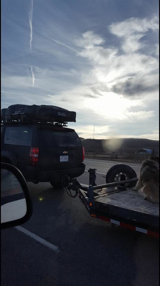 Calgary native Ryan Harris was driving next to the vehicle in question when he slowed down to take a picture of the dog and his careless owner.