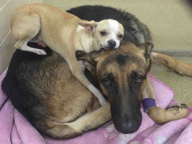 Jefe must have known that his friend was in bad shape, because when AHS's field team came across the two, he was lying right on top of Jericho. As rescuers placed the German shepherd into a pet ambulance, briefly separating them, Jefe flew into a panic, making it clear they belong together.