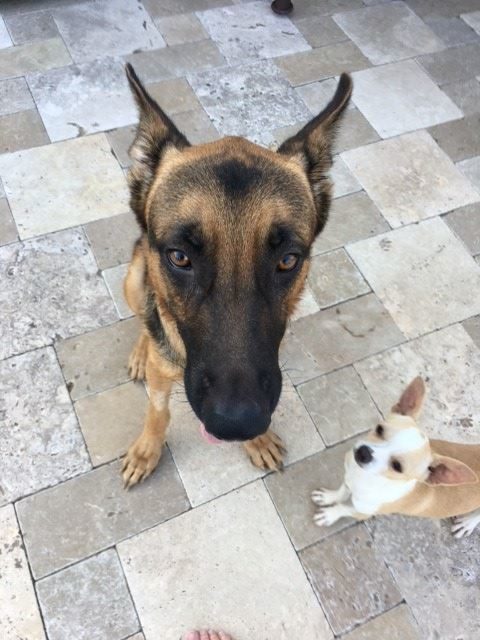 Back at the shelter&rsquo;s trauma hospital, the two were reunited and became inseparable. Jefe hardly ever left Jericho's side, supporting his best friend through recovery.