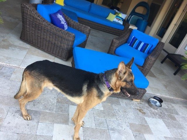 At that point, shelter workers knew the two had to find the same forever home and let prospective adopters know they were a package deal. Despite the amazing number of people touched by their story, though, the dogs remained where they were.