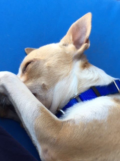 Not just anyone could accept the responsibility of caring for two dogs and tending to Jericho's medical needs. That's why the shelter eventually waived their adoption fee, hopeful it would encourage the right family to welcome Jefe and Jericho into their home -- and it worked!