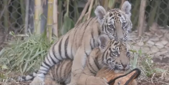 And ever since they got to their new home in California, they have been inseparable!