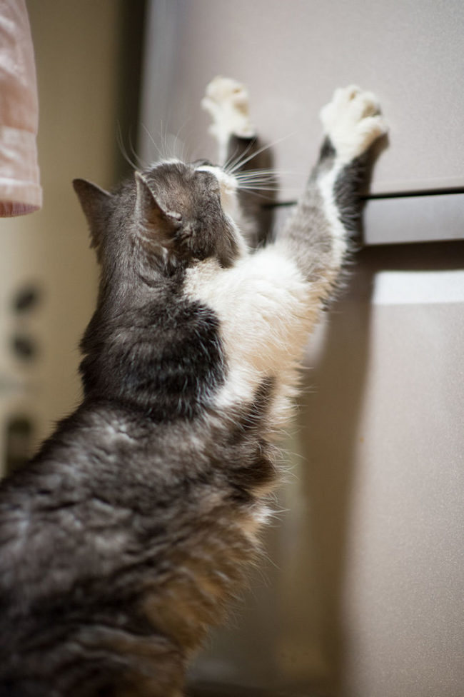 "I had a cat that learned how to open the fridge, and then my dog started begging my cat for food. And then the cat started getting into the fridge just to feed the dog. I patiently await the day where my pets decide to overthrow me and have me fixed. I'm not fighting it. That'll only make it worse in the long run." -- wererat2000