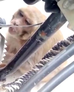 A monkey had been repeatedly approaching the bikes when nobody was around, pulling out a fuel pipe and drinking from it!