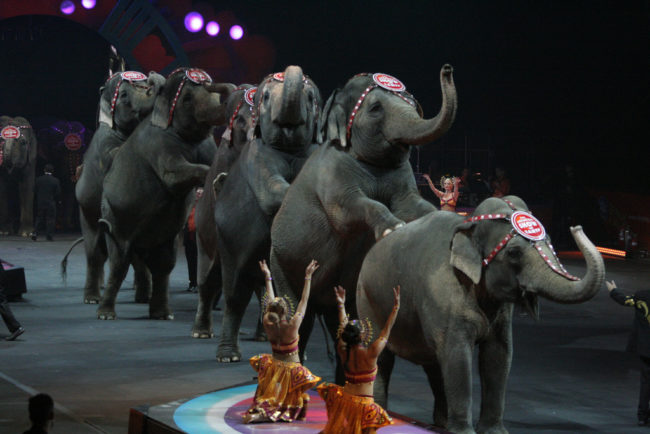 In India, the Central Zoo Authority of the ministry of environment, forests, and climate change banned the training, exhibition and use of elephants for performance by deregistering several circuses under the Prevention of Cruelty to Animals Act. After spending a year monitoring the conditions at these circuses, officials reported witnessing extreme cruelty to animals, bringing them to this decision.