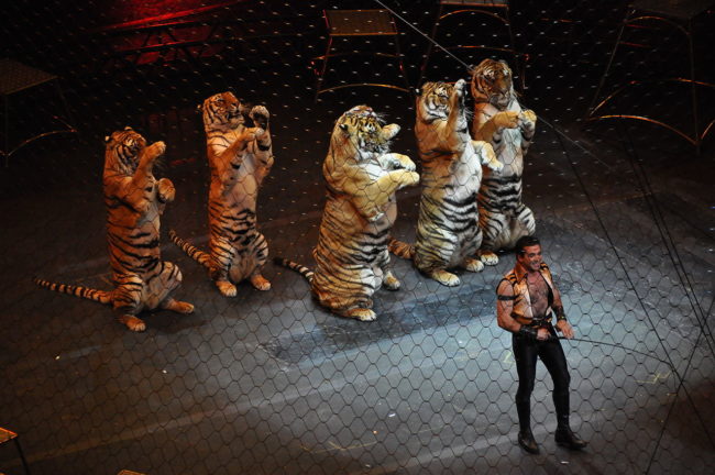 The country had already banned bears, monkeys, tigers, panthers, and lions from being used as performing animals in 1998.