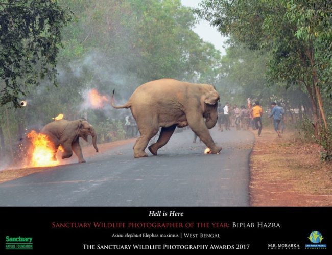 Wildlife photographer Biplab Hazra won the Sanctuary Wildlife Photography Award 2017 with his photo titled, “Hell Is Here." It captures a mother elephant and her calf fleeing a mob wielding balls of burning tar. The baby can be seen engulfed in flames, but surprisingly, it survived the attack.