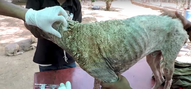 It was so severe that it took eight weeks of medicated baths to clear up mange at this advanced stage. Still, Edward stuck through the treatment, getting better day by day. 