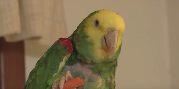 This is Diego, and he's a 41-year-old parrot who can do impressions of dogs, cats, and a few human phrases, including, you guessed it: "Help me!"
