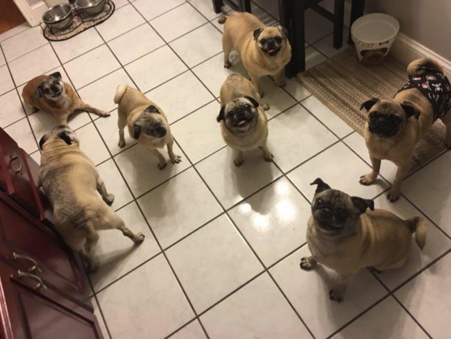 Cinderella didn't just gain a mother in Aliff, but also brothers and sisters after joining the woman's three other pugs. The dedicated dog mom's boyfriend also has three pugs of his own. Look at those cute faces!