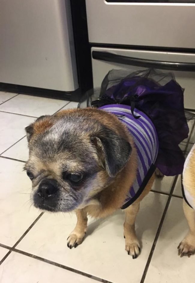 After thinking long and hard, Aliff made the decision to have both of Cinderella's eyes removed -- a decision that ultimately improved the pooch's life for the better.