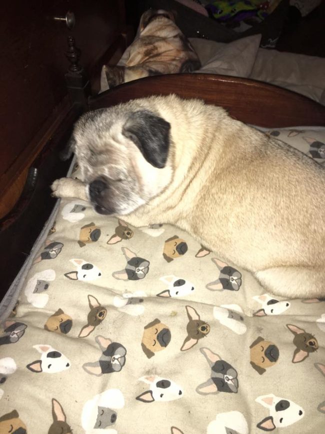 Aliff quickly adopted a system for helping guide Cinderella through her daily life.