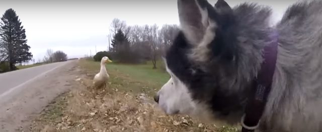 The adorable friends have also charmed their way into the hearts of everyone who lives in Strout. Many driving through their favorite hangout spot, Highway 28, even stop their cars to admire them and take pictures.