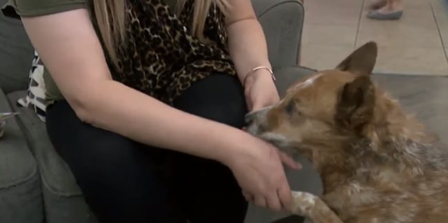 In October, however, things got complicated when Bella, the mother of the other two dogs, woke up with an infected eye.