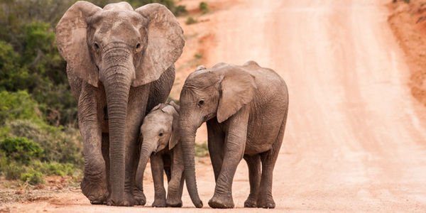 While the exact price for the elephants remains unknown, many would agree that no amount of money can justify capturing and selling wild animals.