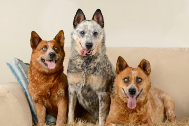 As soon as Lindsay Devers and her family met the three blind angels, they knew it was meant to be. "We just had to have them," she said.