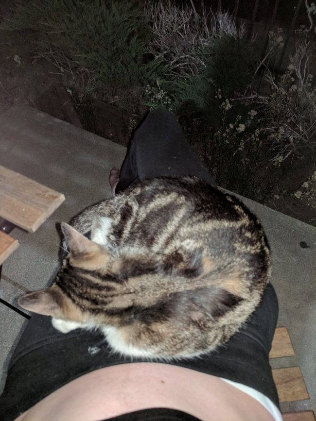 Manning is allergic to cats, but that didn't stop him from curling up with his new friend. He named her Socks Desiree Manning, a play on the title "A Street Car Named Desire." This was a street cat named Desiree.