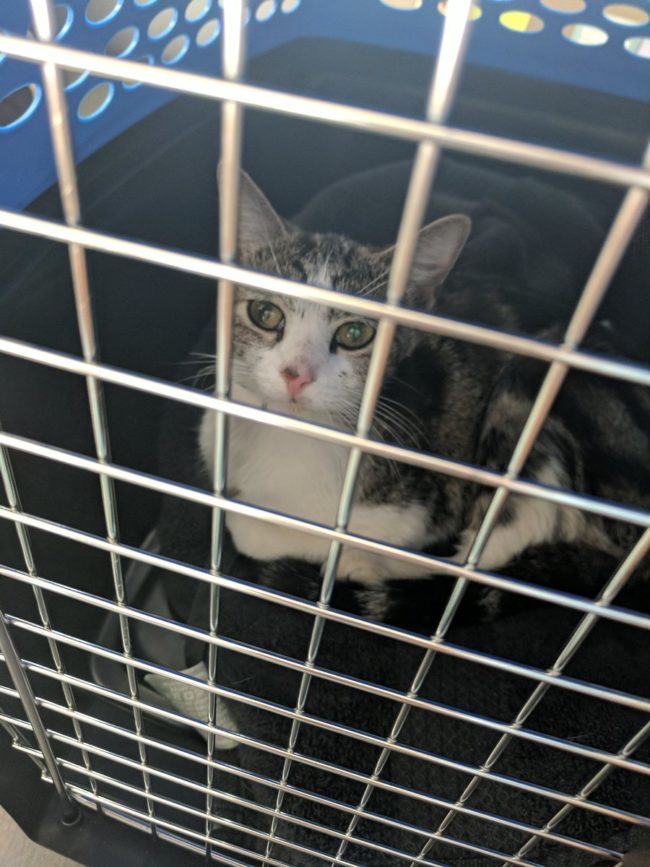 It turned out she didn't have a microchip, and she was about six months old. He decided to keep her, but then there were some complications...