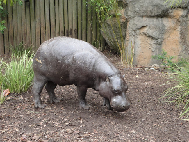 "911, what's your emergency?" "There's a pig in the road. A big one." "Sir where are you?" "At the stoplight. It's the biggest damn pig I have ever seen. Get someone here now!" (One stoplight town, the bar is near the intersection.) "How big is the pig?" "About the size of a Volkswagen?" "How much have you had to drink?" "I'm not fucking drunk! It's a giant pig the size of a small car! What is wrong with you people?" Officers show up to find a full grown hippo that had escaped from the local wild animal park. -- neinta