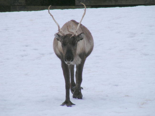 I once dispatched a helicopter for a woman gored by a reindeer. Apparently there is a reindeer farm for tourists and she tried to kiss it. My pilot and flight crew laughed at the MOI and asked three times to repeat. -- stanislawa