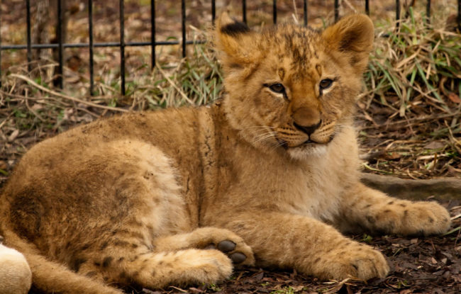 Not me, but my cousin. She had this lady who would call regularly and often make up stories, most likely due to loneliness, but they still had to send someone out every time. So one day when they got a call from her they figured it would be another one of those calls. Cousin: "911, what's your emergency?" Her: "There's a lion in my living room." Cousin: "There's a lion in your living room? What's it doing?" Her: Pauses to ask it what it was doing "I don't know, just standing there. Can you send someone over?" Turned out there actually was a lion cub in her living room that had escaped from a circus or something nearby. -- SaturnOrchidDragon