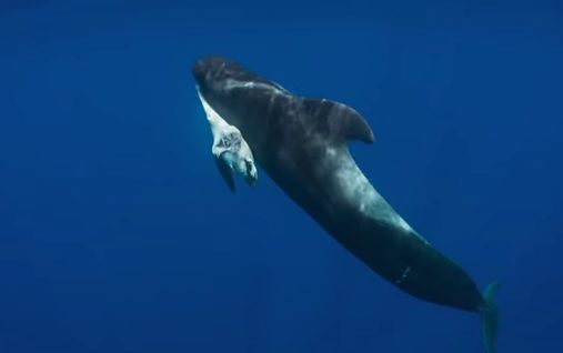 As Sir David Attenborough explains, "the calf may have been poisoned by the mother's own contaminated milk."