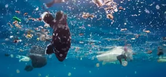 We all contribute to throwing an overwhelming amount of plastic into our oceans.