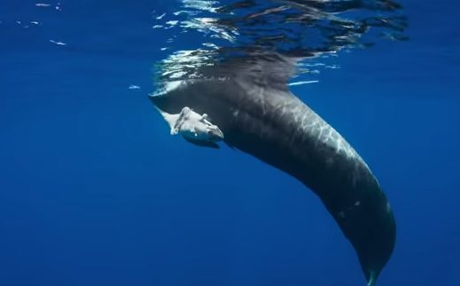 Whether the calf died because of milk contamination or from ingesting particles of plastic, its death should weigh heavy on our shoulders.