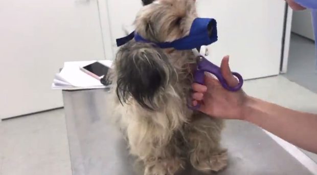 Two staff members and a volunteer got straight to work on him a little over a week ago, spending three hours freeing him of his furry prison.