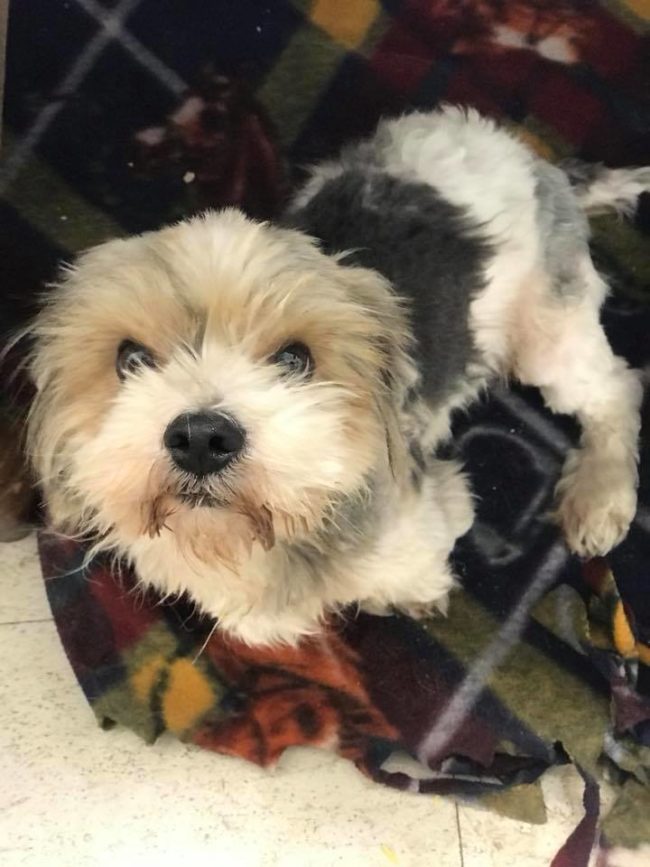 Isn't he handsome? Rags is so much happier now and is just waiting for someone to adopt him.