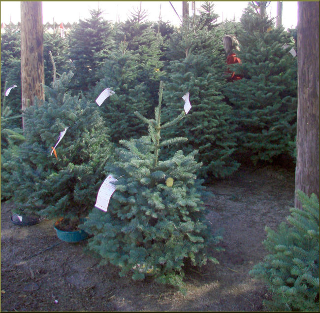 Real Christmas trees can be good for the environment. Even during their short lives, they absorb carbon dioxide from the air, they're biodegradable, and if you've got the right equipment, they're even recyclable.