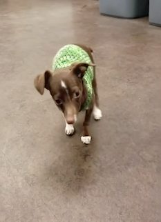 He recovered from a respiratory infection at Best Friends Animal Society and started acting like a puppy again. "Once he got on some medication and he was consistently fed and having space to move about - to be able to use his body - he slowly started putting weight on and getting better and also, he started showing a puppy factor," Angela Rovetto recalls.