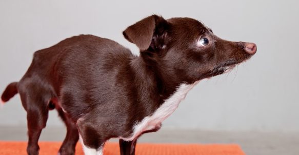 Cletus has a gaping overbite, and his nose isn't quite where it should be. Also, his joints were fused together at birth, making him shuffle rather than walk. Rescuers were happy to have found him, because he probably wouldn't have lasted long on the street. 