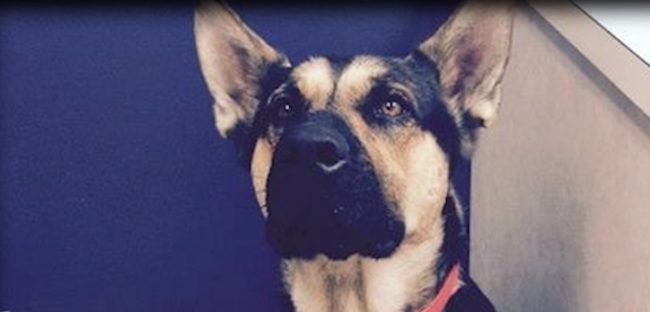 The two were put into separate cages -- that is, until Abby started escaping from her kennel. Shelter staff found her sitting next to the other dog, Otto, just outside of his kennel. That's when they realized the two were a bonded pair.