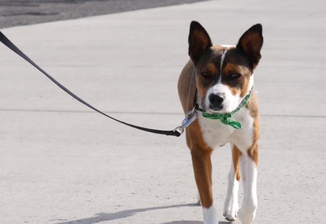 Sadly, though, Abby needed to go through more training to become adoptable, while Otto was ready for a home. He was adopted, seemingly leaving his friend behind for good.