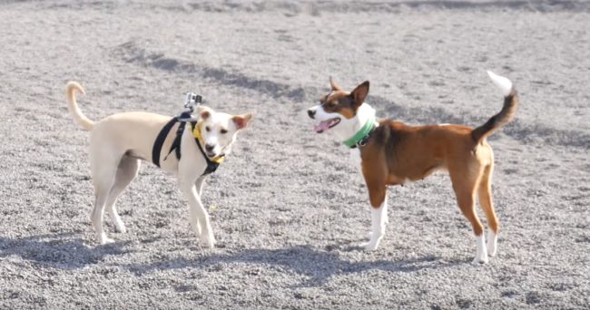 Abby was also eventually adopted into a great home. Even better was that six months later, her owners decided to add another furry member to their family and began searching for the perfect pup. At the same time, in what also seemed like an act of fate, the people who adopted Otto returned him to the shelter.