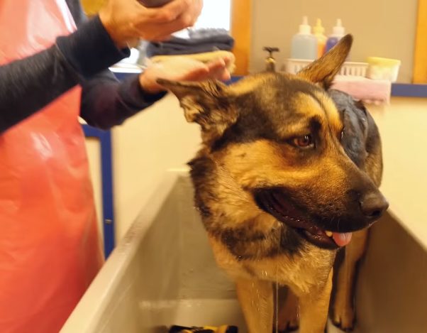 Knowing it was meant to be, Alycia and Rebecca arranged for the two dogs to meet again...