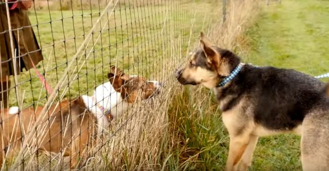 ...and when they did, it was the sweetest reunion ever.