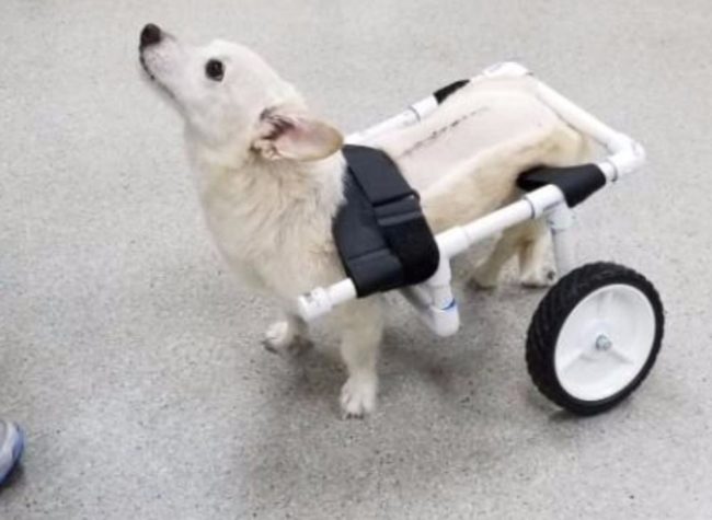 The veterinary hospital contacted The Fuzzy Pet Foundation, begging them to help, and they were able to get the owners to sign over Tiger to the rescue group. Tiger was going to be safe and cared for!