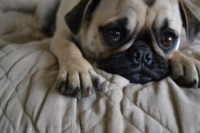 One of the major clues in solving the &ldquo;Frito Feet&rdquo; mystery lies in the manner in which dogs sweat.