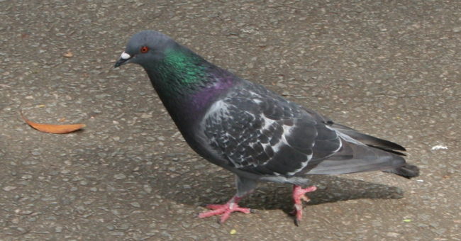 New research from the University of Iowa has revealed that pigeons are more than capable of understanding the abstract concepts of space and time.