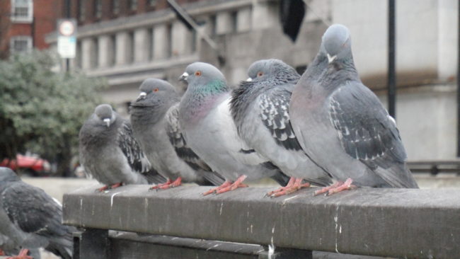 The discovery came after pigeons were shown a computerized line and were forced to judge the lengths as well as the amount of time the line was visible to them. The birds then had to correctly identify either the length of the line or the line's duration by pecking at the correct answers.