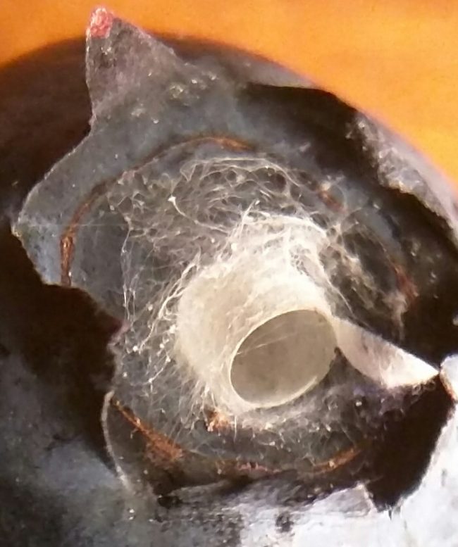 The substance in question almost resembled the look and texture of tiny thread, however, having purchased the berries at a local farmer's market, she knew they were properly handled and were pesticide-free.