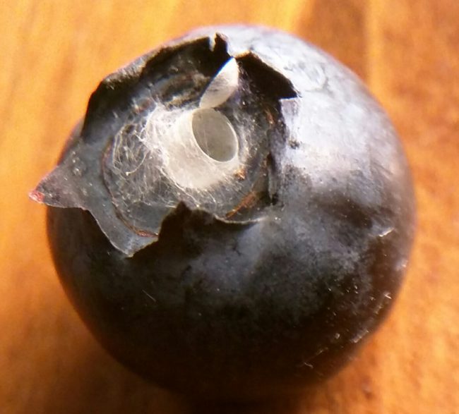 She extracted the blueberry in question from the pile in her hand and began to closely examine it. It was in that moment that she noticed something white and fuzzy protruding from a broken opening on the berry.